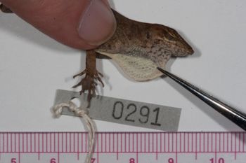 Media type: image;   Herpetology R-186224